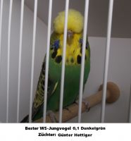 22. Schauwellensittich-Zuechtertreffen 2017